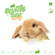 Knaagdierwinkel® Snuffle box Rabbit #06