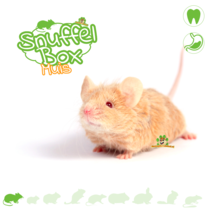 Ratón Snufflebox #03