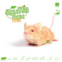 Snuffelbox Muis #03