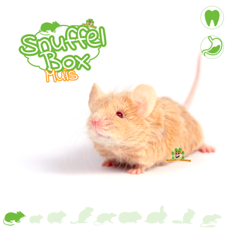 Knaagdierwinkel® Snuffelbox Muis #03