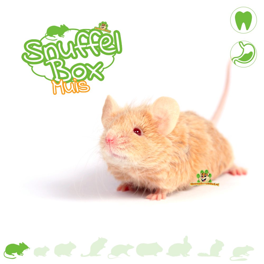 Knaagdierwinkel® Snuffelbox Muis #01
