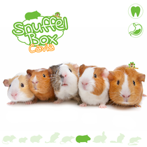 Snuffelbox Cavia #06