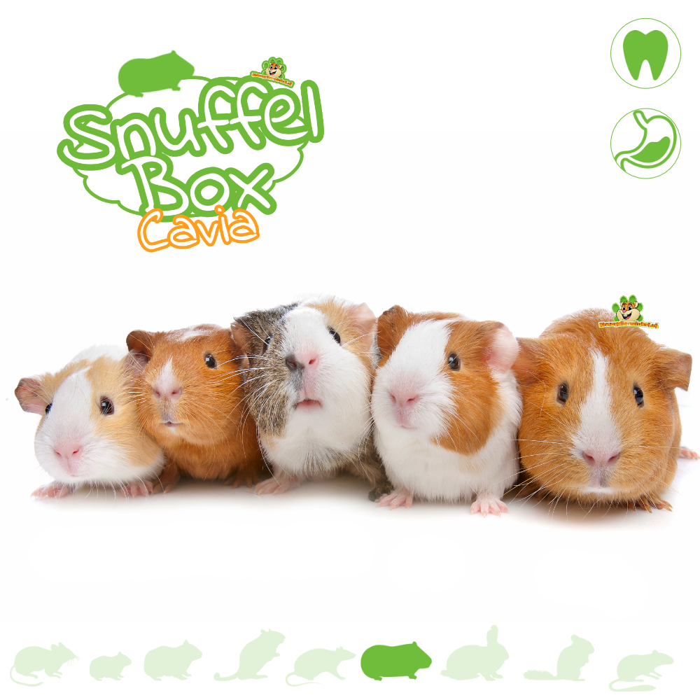 Knaagdierwinkel® Snuffelbox Cavia #01
