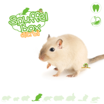 Gerbil sniffing box #04