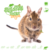 Knaagdierwinkel® Pudełko węchowe Degu #06