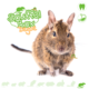 Knaagdierwinkel® Snuffelbox Degoe #08