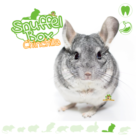 Knaagdierwinkel® Snuffelbox Chinchilla #09