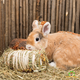 Trixie Hay Bale with Blossom Mix for Guinea Pigs, Rabbits, Chinchillas & Degus