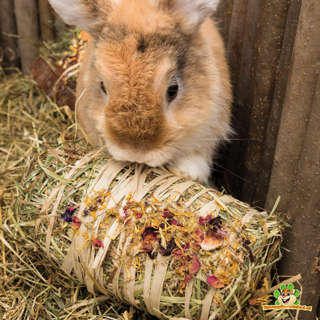 Trixie Paca de heno con mezcla de flores para cobayas, conejos, chinchillas y degús.
