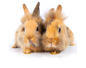 Información sobre el conejo