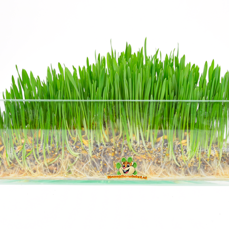 Trixie Cat grass 100 grams