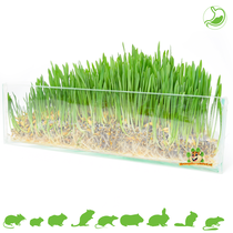 Rodent grass 100 grams