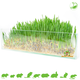 Trixie Cat grass 100 grams