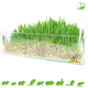 Trixie Rodent grass 100 grams