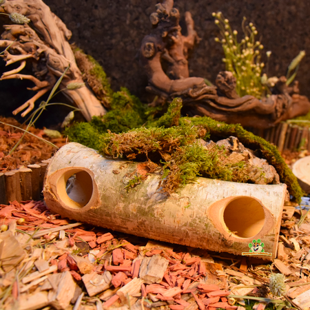 Hugro Berken Boomstam Tunnel Heinsberg voor Knaagdieren!