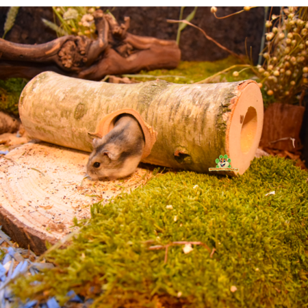 Hugro Birch Tree Trunk Tunnel Heinsberg for Rodents!