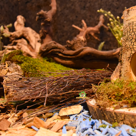 Hugro Grignotez du bouleau à balai pour rongeurs et lapins !