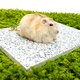 Elmato Cooling Stone Granite for Rodents & Rabbits!