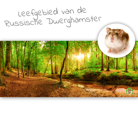 Knaagdierwinkel® HD Terrarium Achtergrond Leefgebied van de Russische Dwerghamster