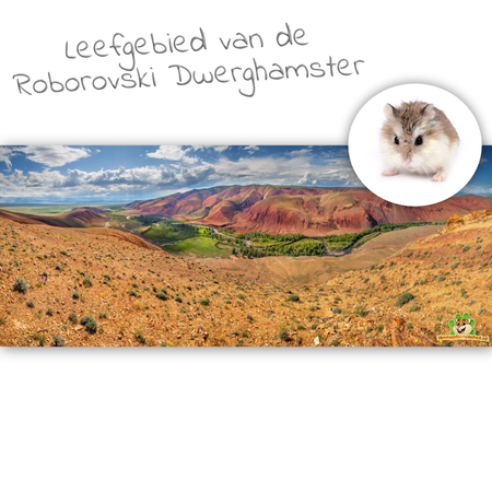 Knaagdierwinkel® Tło HD do terrarium dla chomika karłowatego Roborowskiego