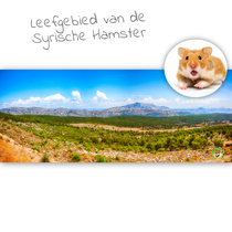 HD-Terrarium-Hintergrund Lebensraum des Syrischen Hamsters