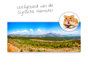deksel Collega Netjes HD Terrarium Achtergrond Leefgebied van de Syrische Hamster | DRD  Knaagdierwinkel®