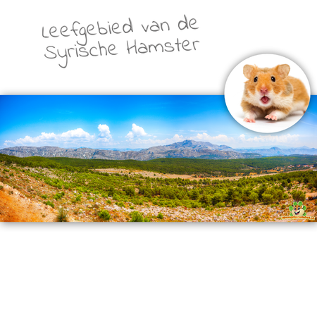 Knaagdierwinkel® HD-Terrarium-Hintergrundlebensraum des Goldhamsters