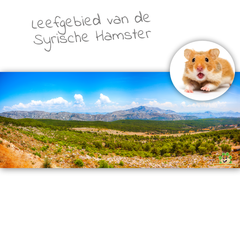 leefgebied van de Syrische Hamster - Goudhamster