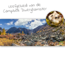 HD-Terrarium-Hintergrundlebensraum des Campbelli-Zwerghamsters