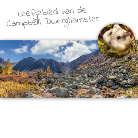 Knaagdierwinkel® HD Terrarium Background Campbell's Dwarf Hamster