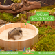 Bac à sable pour aménagement de hamsters