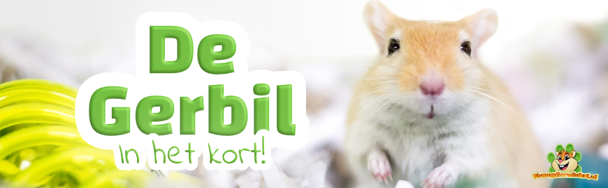 Dit is de Gerbil in het kort