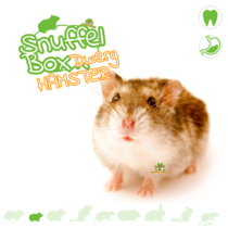Dwarf hamster sniffing box #11