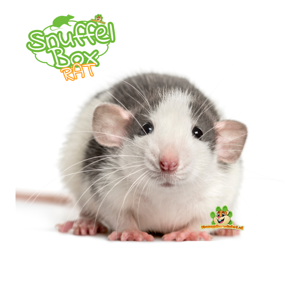 Hausratte – intelligentes und neugieriges Gruppentier, das gerne schnüffelt und erkundet