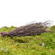Hugro Nibble Broom Birch for Rodents and Rabbits