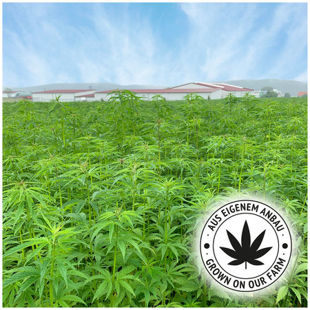 JR Farm Patyki konopne