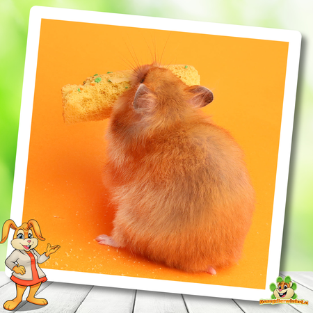 Mealberry Little One Biscuits Carrot & Spinach