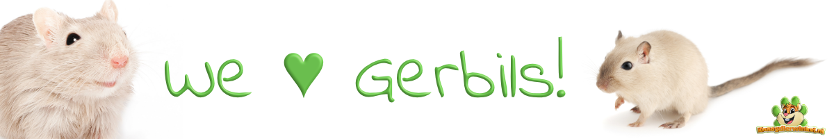 gerbil information