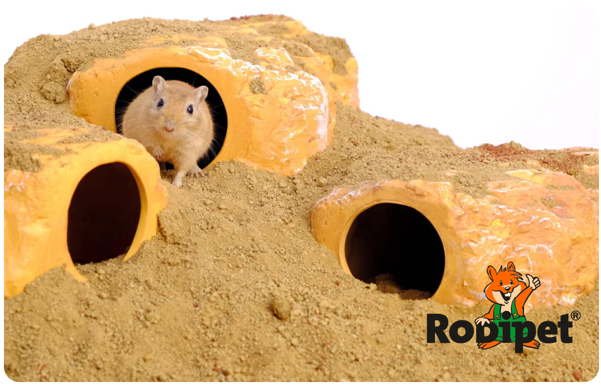 mongolian gerbil in house with sand