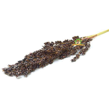 Ernte von Dari Cob Black Sorghum