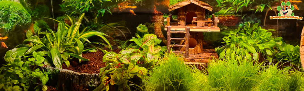 hamsterscaping y hamsterscape con plantas y hierbas frescas y reales