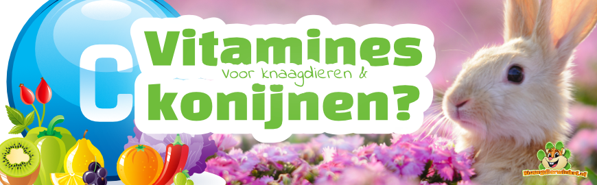 Deze vitamines hebben Knaagdieren & Konijnen nodig