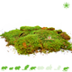 Knaagdierwinkel® Dried Moss for Hamsterscaping & Gerbilscaping