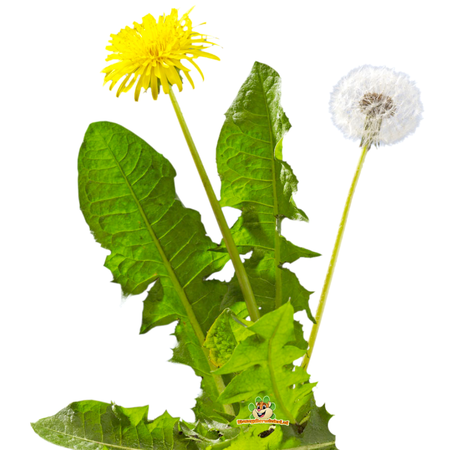 Versele-Laga Mountain meadow hay Dandelion 500 grams