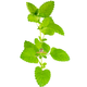 Dried Lemon Balm 70 grams for Rodents & Rabbits!