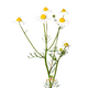 Bunny Nature FreshGras Heu Kamille 500 Gramm