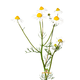 Versele-Laga Mountain meadow hay Chamomile 500 grams