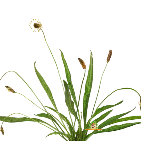 Knaagdier Kruidenier Dried Plantain for Rodents & Rabbits!