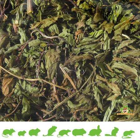 Feuilles de menthe poivrée pour rongeurs et lapins !