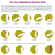 Mealberry Little One Sticks Baies pour petits rongeurs